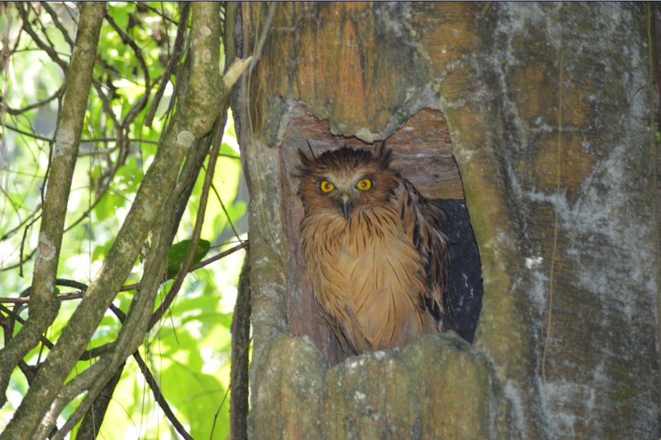 Owl on the prowl (Puncak Indonesia)