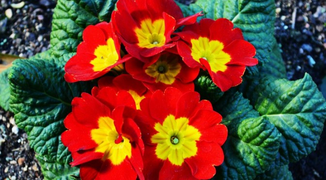 Red flowers in bloom