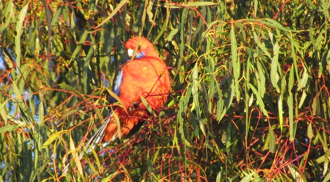 Bird struggling to keep warm in icy cold conditions – June 2013